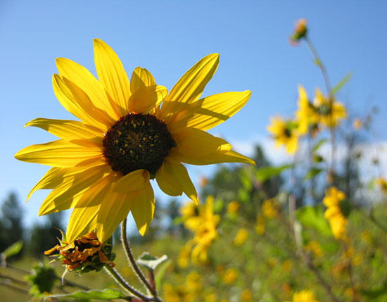 Yellow Flower and Blue Sky