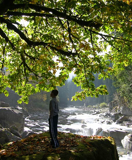 Maple Tree - Eagle Falls