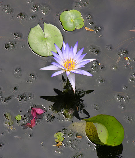 Water Lily Flower