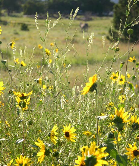 Wild Flowers